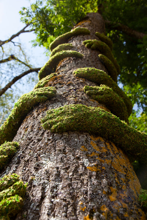 Tree Hugs by Mr. Plant